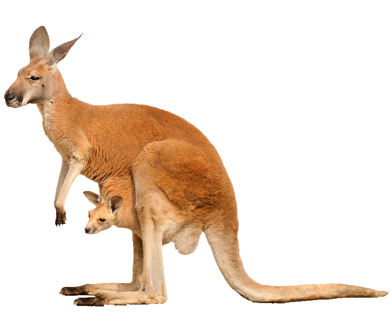 supernovaviaggi_coverslider_australia_canguro