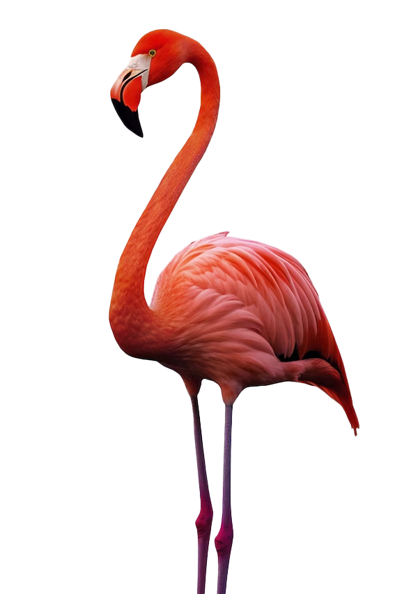 supernovaviaggi_coverslider_aruba_fenicottero