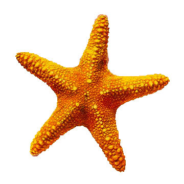 supernovaviaggi_coverslider_aruba_stellamarina